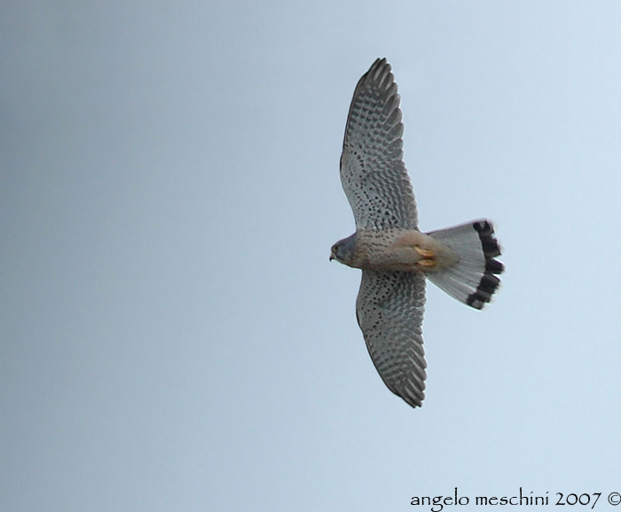 Gheppio Falco tinnunculus